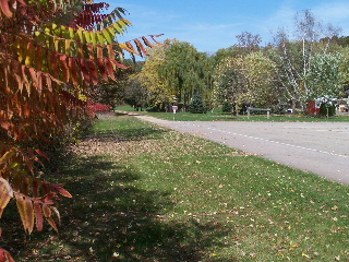 Colorful Sumac leaves in Lavalle